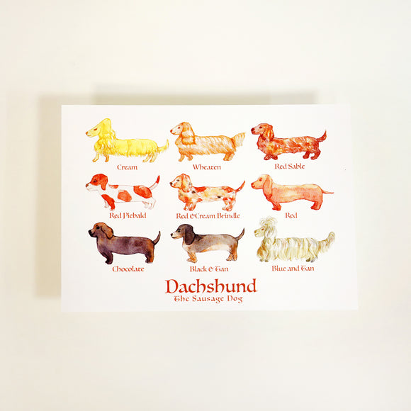 A6 Postcard - Sausage Dog Group | A6 明信片 - 9隻腸仔狗