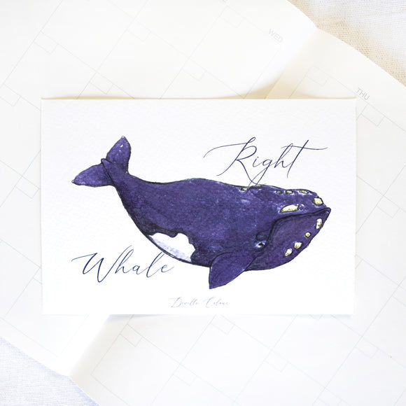 A6 Postcard - Right Whale | A6 明信片 - 露脊鯨