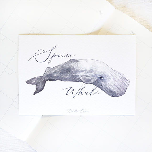 A6 Postcard - Sperm Whale | A6 明信片 - 抹香鯨
