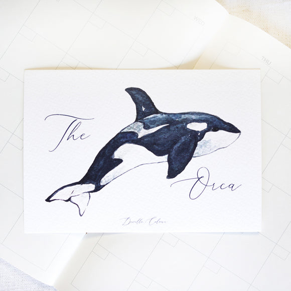 A6 Postcard - The Orca | A6 明信片 - 虎鯨