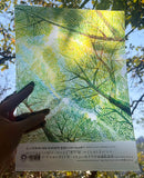 Little Half A4 Folder 小半A4透明文件夾 - Crown Shyness