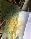 Little Half A4 Folder 小半A4透明文件夾 - Crown Shyness